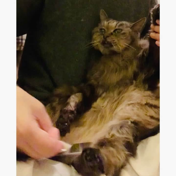 OKAのインスタグラム：「しおんのブラッシング(ロングバージョン)。  うっとりニャ。  #18歳の猫 #猫のブラッシング」
