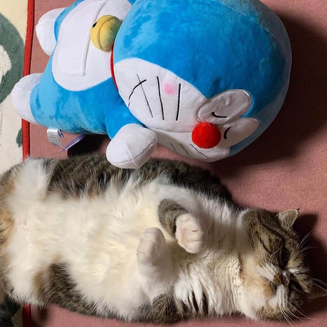 Izumi Kanno??のインスタグラム：「☮️ おやすみなさい😴😴 * “Cats are connoisseurs of comfort” ✌🏼😽😽✌🏼 ＊ ＊ ＊」