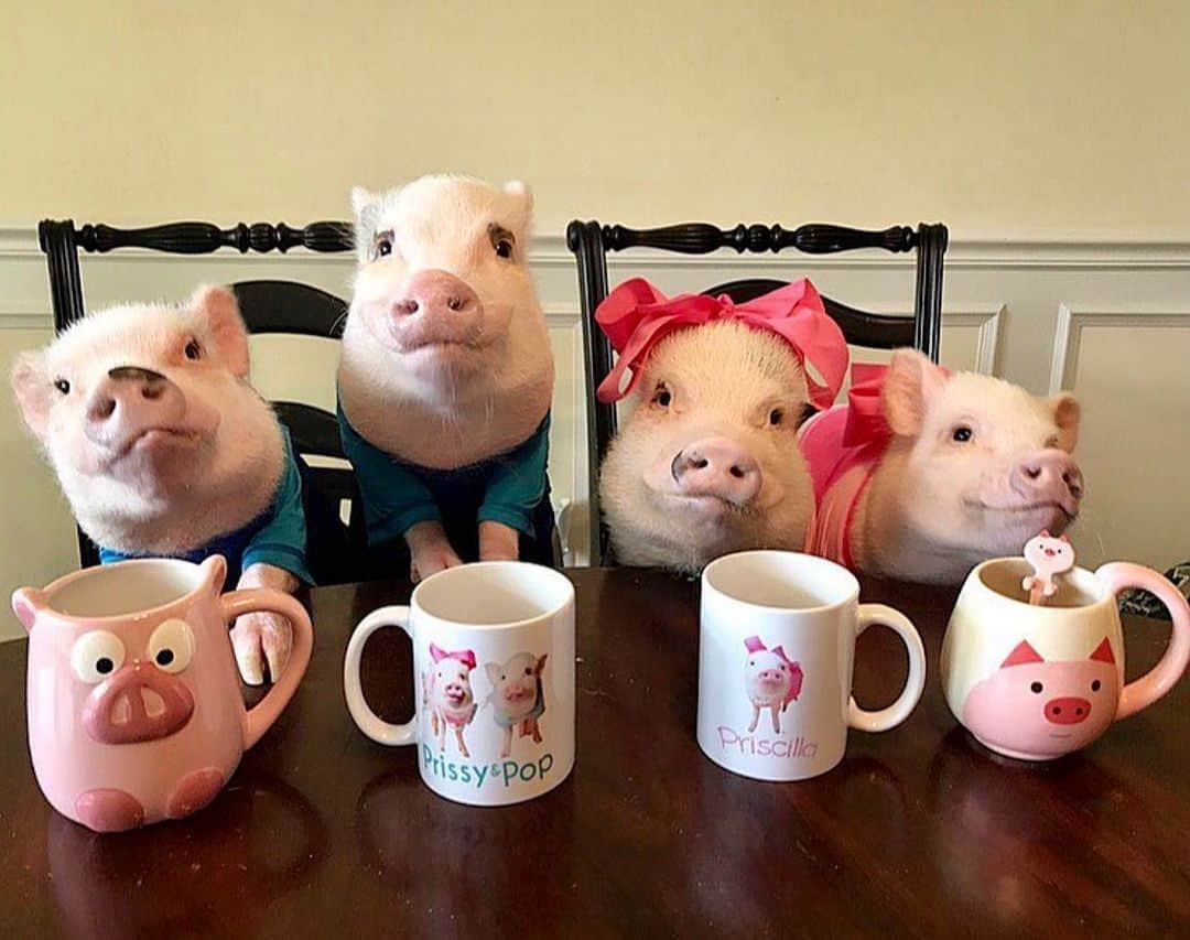 Priscilla and Poppletonのインスタグラム：「It’s a hot chocolate kind of day!🐷🍫☕️#NationalHotChocolateDay #PoseyandPink #PrissyandPop」