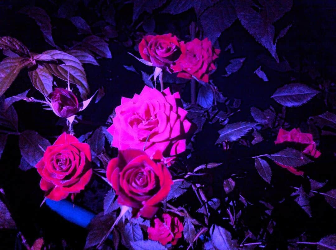 ピエール中野さんのインスタグラム写真 - (ピエール中野Instagram)「rose」2月1日 0時57分 - pinakano0718