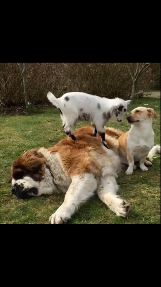 DogsOf Instagramのインスタグラム：「“Enjoying our Sunday massages 🐐” 🎥: @imatsol   #dogsofinstagram #goatmassage #saintbernardsofinstagram #farmanimals」