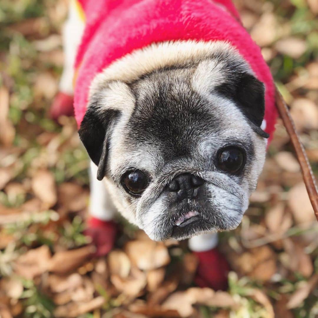 八兵衛のインスタグラム：「Hello February🍂 Feb1,2021 * *  #ほぼ黒パグ #おじいちゃん犬 #14歳4か月  #pug #puggy #puglife #puglove #petstagram #pugstagram #pugsofinstagram #pugs #dog #ふわもこ部  @igersjp #IGersJP #east_dog_japan #pecoイヌ部 #八兵衛 #はちべえ #sippoストーリー」