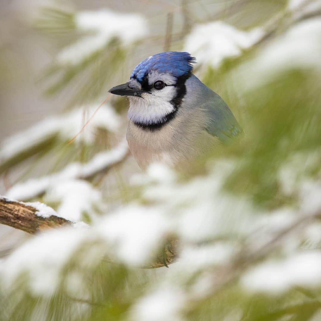 Tim Lamanさんのインスタグラム写真 - (Tim LamanInstagram)「Photos by @TimLaman.  It’s been a great week for backyard bird photography here outside Boston where I live, with some wonderful snowy days, and I continue to grow my collection!  Here are a few new shots from this week. - 1) Female Northern Cardinal.  Look close - see the perfect snowflake near her eye? 2) Blue Jay among the pine boughs. 3) Black-capped Chickadee perched in snowy beech tree.  When chickadees puff up to stay warm on cold days, the are nearly round! - And don’t forget, my Valentine’s Day Flash Sale just runs through Monday Feb 1.  Order one of my backyard beauties, or another print for a loved one by tomorrow, and you’ll receive it by Feb 14 (domestic US). Visit the gallery at link in bio or www.timlamanfineart.com.  And Thanks! - #birds #birdphotography #chickadee #bluejay #cardinal」2月1日 10時48分 - timlaman