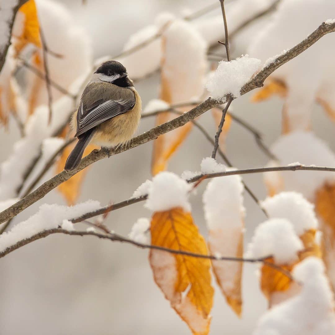Tim Lamanさんのインスタグラム写真 - (Tim LamanInstagram)「Photos by @TimLaman.  It’s been a great week for backyard bird photography here outside Boston where I live, with some wonderful snowy days, and I continue to grow my collection!  Here are a few new shots from this week. - 1) Female Northern Cardinal.  Look close - see the perfect snowflake near her eye? 2) Blue Jay among the pine boughs. 3) Black-capped Chickadee perched in snowy beech tree.  When chickadees puff up to stay warm on cold days, the are nearly round! - And don’t forget, my Valentine’s Day Flash Sale just runs through Monday Feb 1.  Order one of my backyard beauties, or another print for a loved one by tomorrow, and you’ll receive it by Feb 14 (domestic US). Visit the gallery at link in bio or www.timlamanfineart.com.  And Thanks! - #birds #birdphotography #chickadee #bluejay #cardinal」2月1日 10時48分 - timlaman