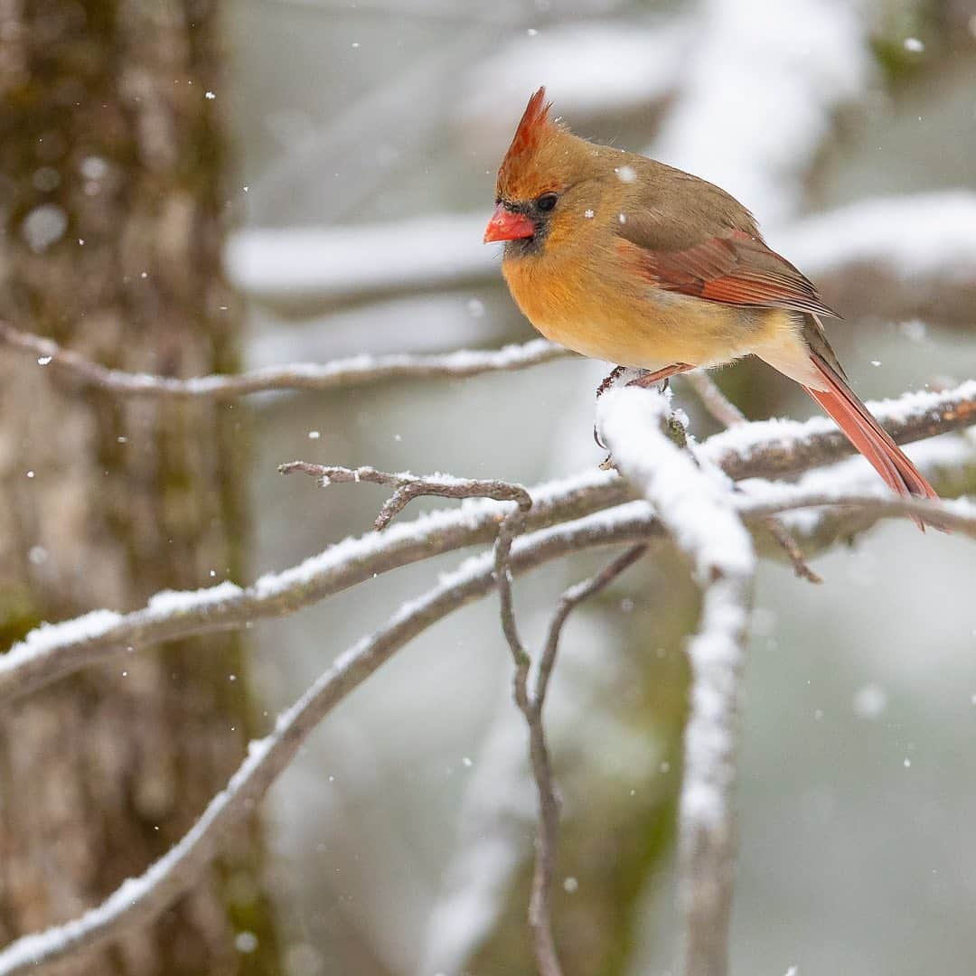 Tim Lamanのインスタグラム：「Photos by @TimLaman.  It’s been a great week for backyard bird photography here outside Boston where I live, with some wonderful snowy days, and I continue to grow my collection!  Here are a few new shots from this week. - 1) Female Northern Cardinal.  Look close - see the perfect snowflake near her eye? 2) Blue Jay among the pine boughs. 3) Black-capped Chickadee perched in snowy beech tree.  When chickadees puff up to stay warm on cold days, the are nearly round! - And don’t forget, my Valentine’s Day Flash Sale just runs through Monday Feb 1.  Order one of my backyard beauties, or another print for a loved one by tomorrow, and you’ll receive it by Feb 14 (domestic US). Visit the gallery at link in bio or www.timlamanfineart.com.  And Thanks! - #birds #birdphotography #chickadee #bluejay #cardinal」