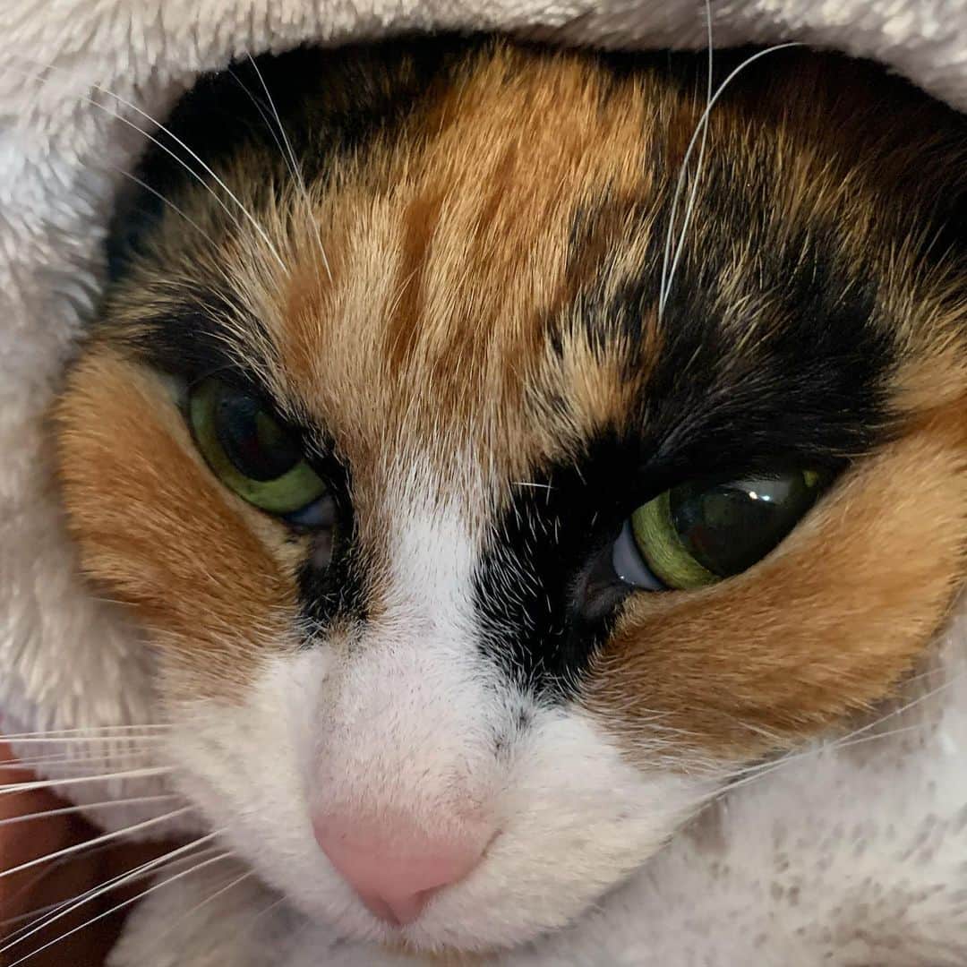 のインスタグラム：「Everyone better bundle up for this snowstorm!  . . . . . . #lillycrazyeyes #mood #catsofinstagram #9gag #calico #instacat #meowstagram #meow #meowdel #instacalico #calico #snow #snowday #crazyeyes #sassy #blanket #bundleup #snowcat #snowstorm #blizzard」