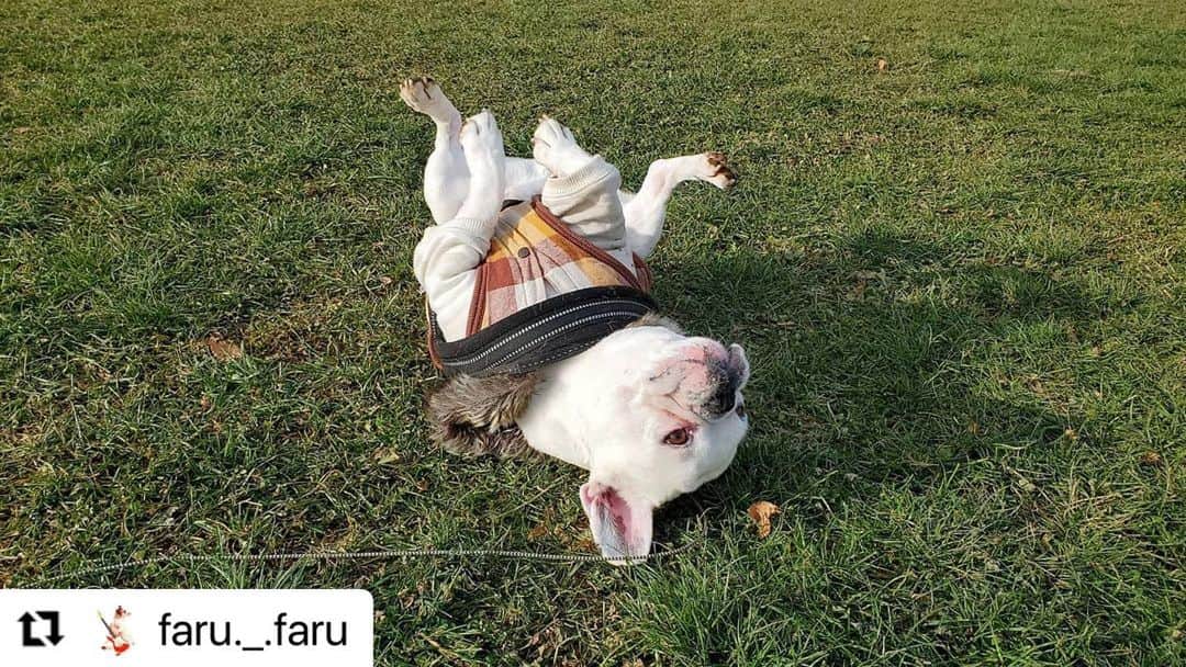 【公式】いぬのきもち・ねこのきもちのインスタグラム：「#Repost @faru._.faru さんのふぁるふぁるちゃん。  ごろ〜ん  って😁 気持ち良さそうだなぁ。  空には何が見える❓  ハッシュタグ #いぬのきもち #ねこのきもち に投稿いただいた可愛い写真をご紹介しています！ 「いぬのきもちWEB　MAGAZINE」、「ねこのきもちWEB MAGAZINE」でもご紹介させていただくことも！  -------------------  .  #いぬ #いぬすたぐらむ #いぬのいる暮らし #いぬのきもち #いぬ好き #犬 #犬好きさんと繋がりたい #犬のいる生活 #犬と暮らす #犬好き #dog #dogsofinstagram #dogstagram  #フレンチブルドッグ #frenchbulldog」