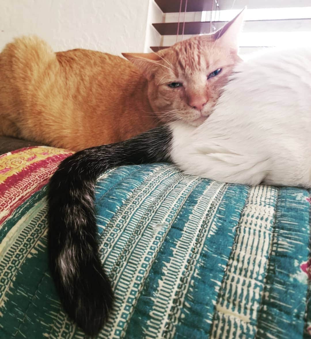 Garyのインスタグラム：「Jess likes Gare's butt and he cannot lie #mypillbro #brolested #broligamy #brommunication」