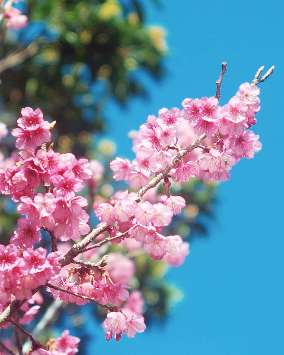 ONE SUITE Hotel & Resort（公式）さんのインスタグラム写真 - (ONE SUITE Hotel & Resort（公式）Instagram)「おはようございます☀ レストランLLOTAです。 今日から2月に入りました。ヤンバルでは桜が見頃を迎えており満開の桜を各地で楽しむことができます🌸 写真は八重岳の桜、沖縄での開花が1番早いと言われています。 ここ今帰仁村も追って開花を迎え、綺麗に咲かせています。 桜を見に是非ヤンバルに！ そして、ランチ・カフェは是非エルロタに遊びに来てください〜😊 古宇利島は人も少なく、海を見ながらのんびり過ごせますよ！普段観光地でも現在穴場です🤫 本日、11時30分から営業しておりますので北部に立ち寄る際は是非！  -------------------------------- 当面の間は時短営業になります。 ＯＰＥＮ　11:30〜16:00L.O CLOSE  17:00(時短営業につき早めのクローズもあります) Dinner time: 非常事態宣言につきお休み イートインご利用のお客様へは コロナウィルス感染拡大防止の為 以下の御協力を宜しくお願い致します。  ・検温(37.5°以上入店お断り) ・手指のアルコール  また店内は ・座席数の削減 ・窓を開けた換気 ・スタッフのマスクの着用 ・定期的な消毒の実施 をさせて頂きます。 皆様が安心して過ごせるよう 御理解ご協力の程宜しくお願い致します。  #kouriisland#okinawa#nakijin#cafe#restaurant#LLOTA#dinner#French#island_coffeestand#coffee#coffeelover#latte#freepore#latteart#今帰仁#今帰仁村#古宇利島#沖縄旅行#takeout#オーシャンビュー#oceanview #エルロタ」2月1日 11時24分 - onesuite_llota_kouri