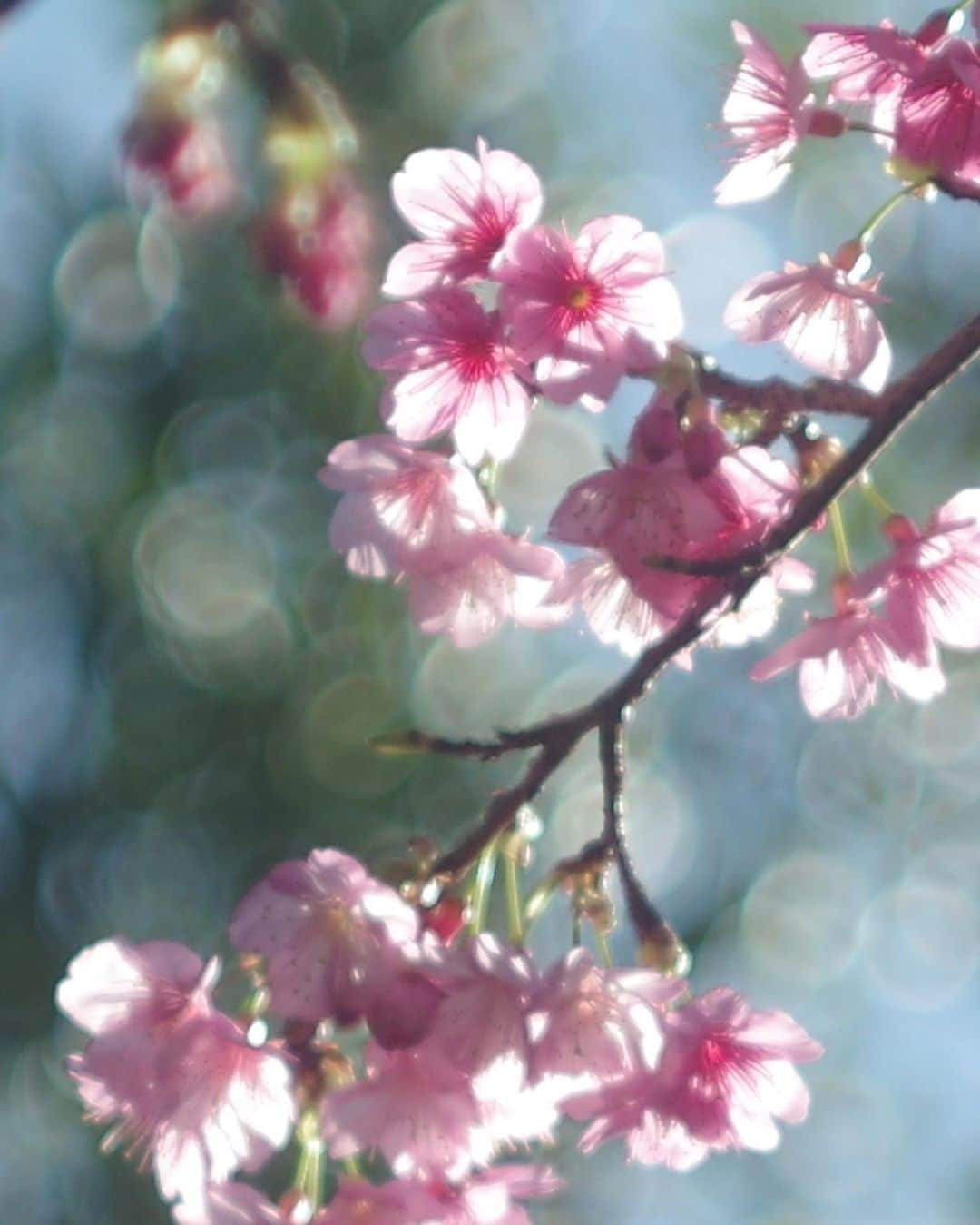 ONE SUITE Hotel & Resort（公式）さんのインスタグラム写真 - (ONE SUITE Hotel & Resort（公式）Instagram)「おはようございます☀ レストランLLOTAです。 今日から2月に入りました。ヤンバルでは桜が見頃を迎えており満開の桜を各地で楽しむことができます🌸 写真は八重岳の桜、沖縄での開花が1番早いと言われています。 ここ今帰仁村も追って開花を迎え、綺麗に咲かせています。 桜を見に是非ヤンバルに！ そして、ランチ・カフェは是非エルロタに遊びに来てください〜😊 古宇利島は人も少なく、海を見ながらのんびり過ごせますよ！普段観光地でも現在穴場です🤫 本日、11時30分から営業しておりますので北部に立ち寄る際は是非！  -------------------------------- 当面の間は時短営業になります。 ＯＰＥＮ　11:30〜16:00L.O CLOSE  17:00(時短営業につき早めのクローズもあります) Dinner time: 非常事態宣言につきお休み イートインご利用のお客様へは コロナウィルス感染拡大防止の為 以下の御協力を宜しくお願い致します。  ・検温(37.5°以上入店お断り) ・手指のアルコール  また店内は ・座席数の削減 ・窓を開けた換気 ・スタッフのマスクの着用 ・定期的な消毒の実施 をさせて頂きます。 皆様が安心して過ごせるよう 御理解ご協力の程宜しくお願い致します。  #kouriisland#okinawa#nakijin#cafe#restaurant#LLOTA#dinner#French#island_coffeestand#coffee#coffeelover#latte#freepore#latteart#今帰仁#今帰仁村#古宇利島#沖縄旅行#takeout#オーシャンビュー#oceanview #エルロタ」2月1日 11時24分 - onesuite_llota_kouri