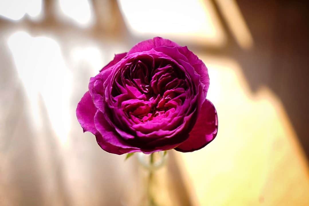 街子さんのインスタグラム写真 - (街子Instagram)「花が好きです。贈っても贈られても幸せな気持ちになるものです。 今はアンティークピンクの薔薇が一等好きです。」2月1日 11時26分 - machiko801