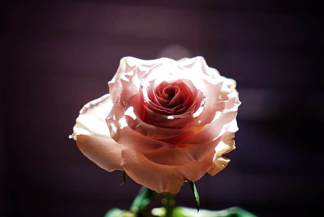 街子のインスタグラム：「花が好きです。贈っても贈られても幸せな気持ちになるものです。 今はアンティークピンクの薔薇が一等好きです。」