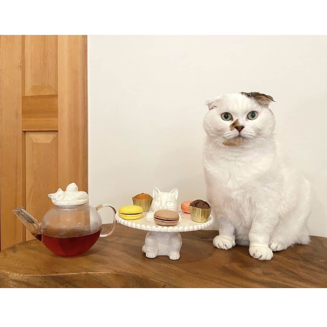 Cat's NapTimeさんのインスタグラム写真 - (Cat's NapTimeInstagram)「・ 2/10～Cat’s NapTime第6弾がスタート！「FRUITS TEA PARTY」がテーマのアイテムが登場！ #cats_naptime6 ・ 愛猫と一緒にティータイムを楽しむのにピッタリのアイテムも！ティーポットには注ぎ口には差し込みタイプのストレーナー付きで、茶葉が揺れる様子も楽しめます。蓋の部分はレモンを抱き込むようにネコがくつろいでいる姿をイメージしています。ケーキスタンドは頑張って立っているようなポーズは何とも言えない可愛らしさ。小さなスイーツをのせたり、アクセサリー置き場としてもおすすめです。 ・ ・ ・ #catsnaptime #AfternoonTea #AfternoonTeaLIVING #アフタヌーンティー #アフタヌーンティーリビング #ネコ #ティーポット #ケーキスタンド #ティータイム #catsissue #FRUITSTEAPARTY #komutancat」2月1日 11時26分 - catsnaptime