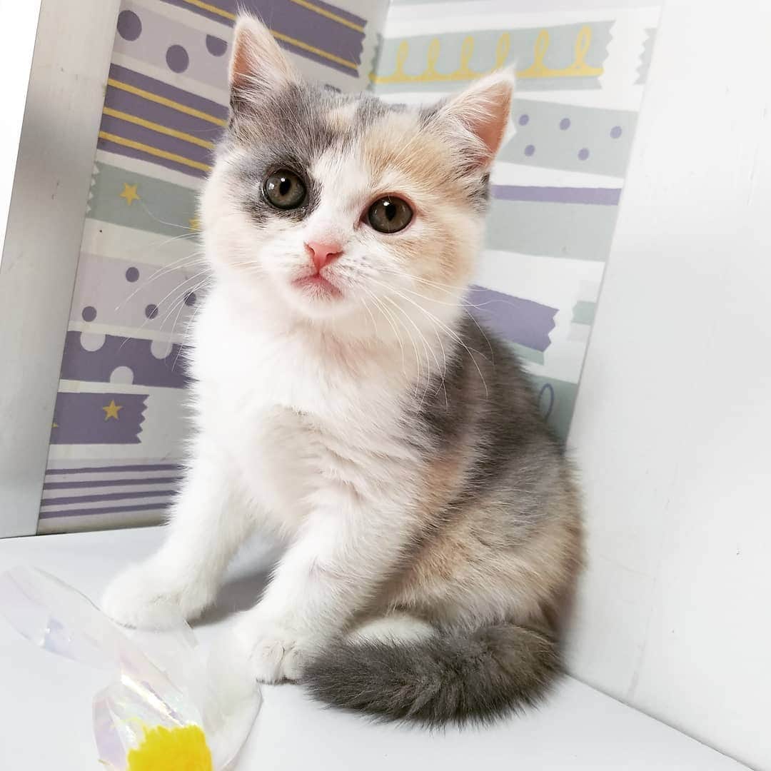 マンチカン(munchkin)キャットファーム大谷さんのインスタグラム写真 - (マンチカン(munchkin)キャットファーム大谷Instagram)「お客様にゃんこちゃん❤  #キャットファーム大谷#まんちかん#マンチカン#ネコ#こねこ#にゃんこ#猫ちゃん#ねこ部#ニャンスタグラム#猫#ねこ#子猫#モフモフ#モフモフねこ#ミヌエット#短足#ねこすたぐらむ#愛猫#かわいい#ふわもこ部#猫のいる暮らし#マンチカンブリーダー#ミヌエットブリーダー#cat#catsgram #catsofinstagram#instacat#picneko」2月1日 11時58分 - roytar222