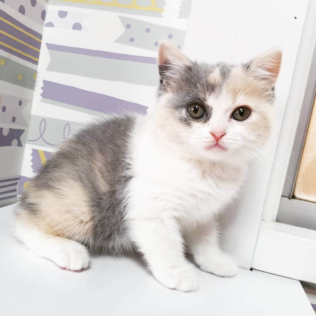 マンチカン(munchkin)キャットファーム大谷さんのインスタグラム写真 - (マンチカン(munchkin)キャットファーム大谷Instagram)「お客様にゃんこちゃん❤  #キャットファーム大谷#まんちかん#マンチカン#ネコ#こねこ#にゃんこ#猫ちゃん#ねこ部#ニャンスタグラム#猫#ねこ#子猫#モフモフ#モフモフねこ#ミヌエット#短足#ねこすたぐらむ#愛猫#かわいい#ふわもこ部#猫のいる暮らし#マンチカンブリーダー#ミヌエットブリーダー#cat#catsgram #catsofinstagram#instacat#picneko」2月1日 11時58分 - roytar222