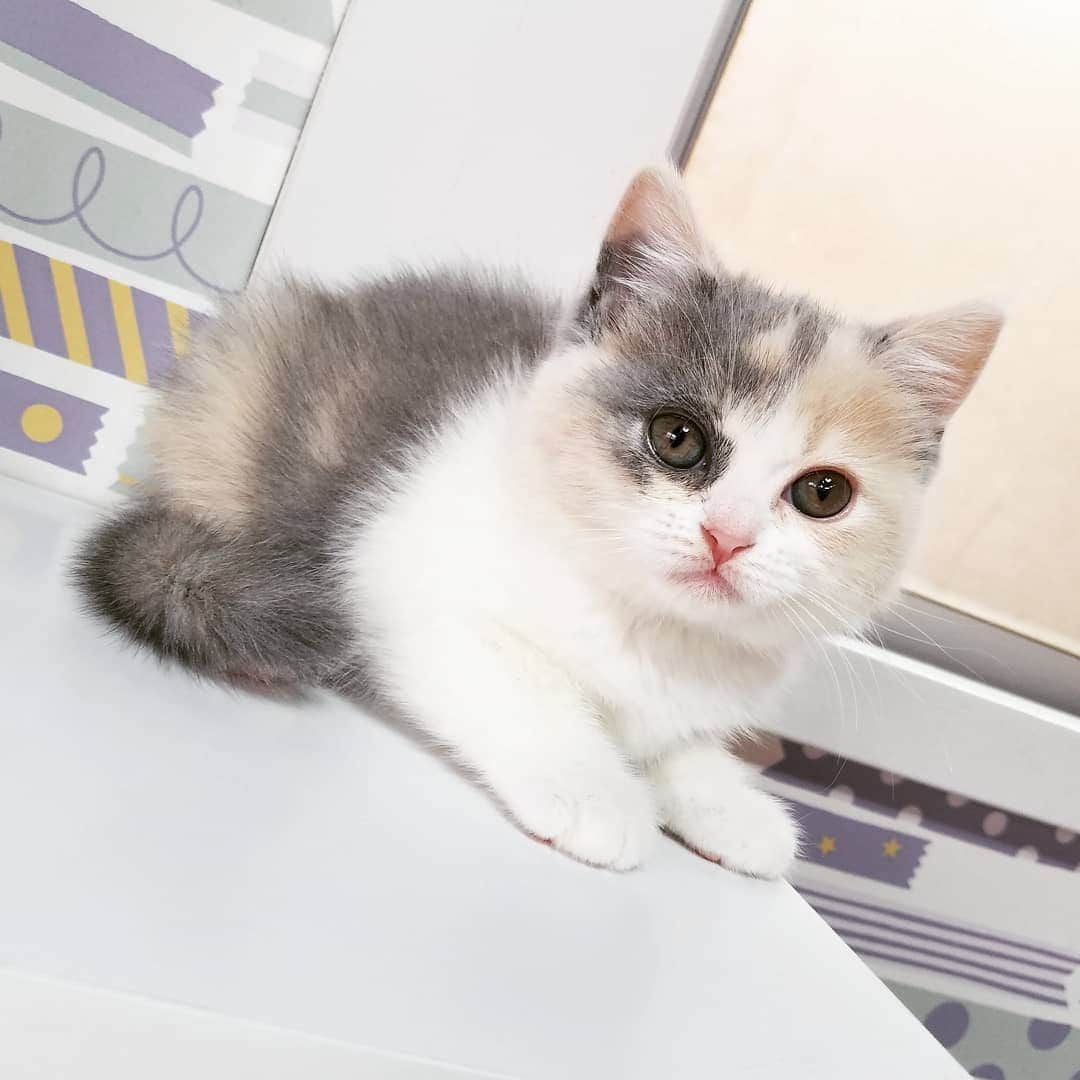 マンチカン(munchkin)キャットファーム大谷さんのインスタグラム写真 - (マンチカン(munchkin)キャットファーム大谷Instagram)「お客様にゃんこちゃん❤  #キャットファーム大谷#まんちかん#マンチカン#ネコ#こねこ#にゃんこ#猫ちゃん#ねこ部#ニャンスタグラム#猫#ねこ#子猫#モフモフ#モフモフねこ#ミヌエット#短足#ねこすたぐらむ#愛猫#かわいい#ふわもこ部#猫のいる暮らし#マンチカンブリーダー#ミヌエットブリーダー#cat#catsgram #catsofinstagram#instacat#picneko」2月1日 11時58分 - roytar222