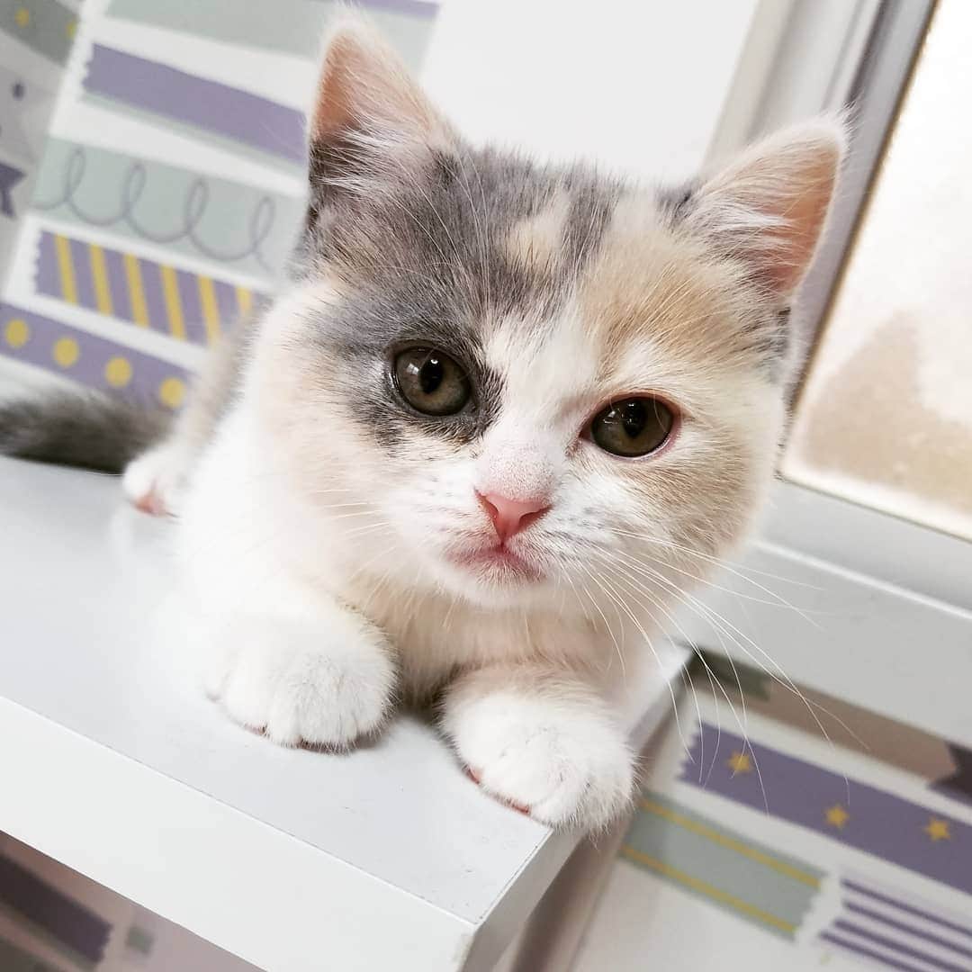 マンチカン(munchkin)キャットファーム大谷さんのインスタグラム写真 - (マンチカン(munchkin)キャットファーム大谷Instagram)「お客様にゃんこちゃん❤  #キャットファーム大谷#まんちかん#マンチカン#ネコ#こねこ#にゃんこ#猫ちゃん#ねこ部#ニャンスタグラム#猫#ねこ#子猫#モフモフ#モフモフねこ#ミヌエット#短足#ねこすたぐらむ#愛猫#かわいい#ふわもこ部#猫のいる暮らし#マンチカンブリーダー#ミヌエットブリーダー#cat#catsgram #catsofinstagram#instacat#picneko」2月1日 11時58分 - roytar222