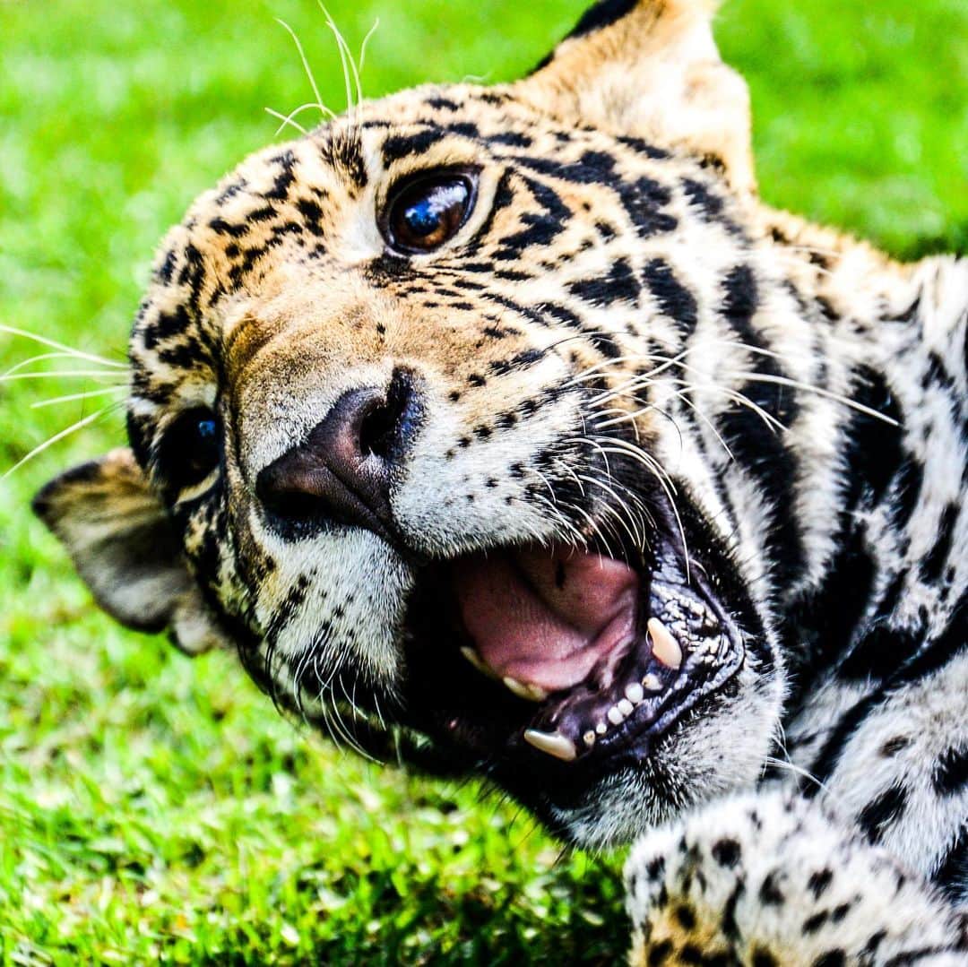 Black Jaguar-White Tiger さんのインスタグラム写真 - (Black Jaguar-White Tiger Instagram)「Some recently discovered Ma-Tzu from the vault :) #MaTzu #SaveJaguars」2月1日 3時09分 - blackjaguarwhitetiger