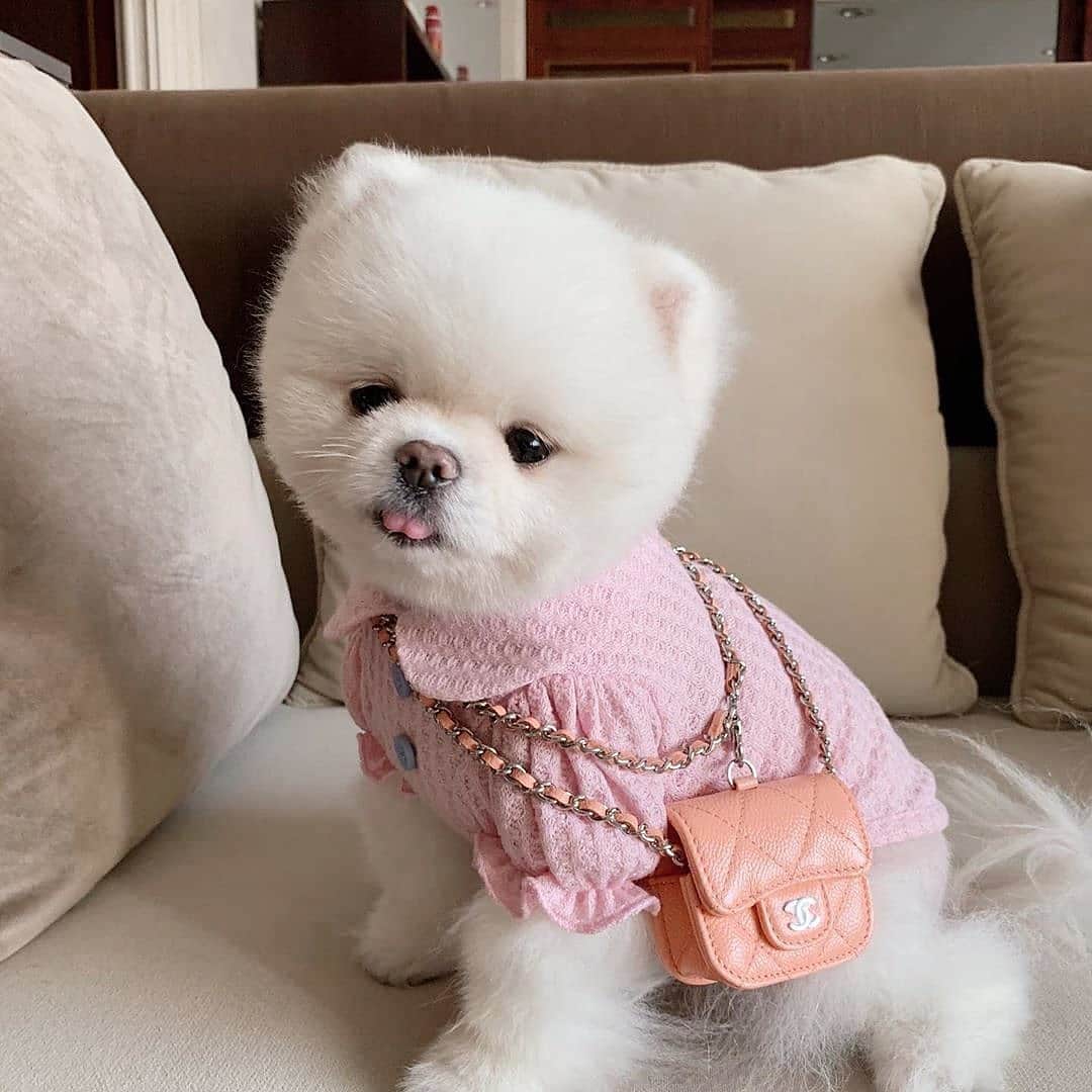 SHEINさんのインスタグラム写真 - (SHEINInstagram)「Pretty in pink 🎀  Do you have a pet?  @merymode」2月1日 3時27分 - sheinofficial