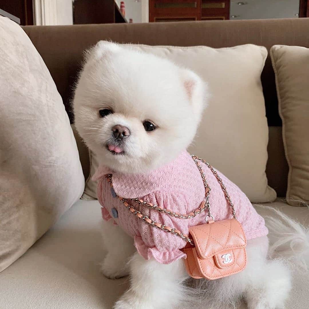 SHEINのインスタグラム：「Pretty in pink 🎀  Do you have a pet?  @merymode」