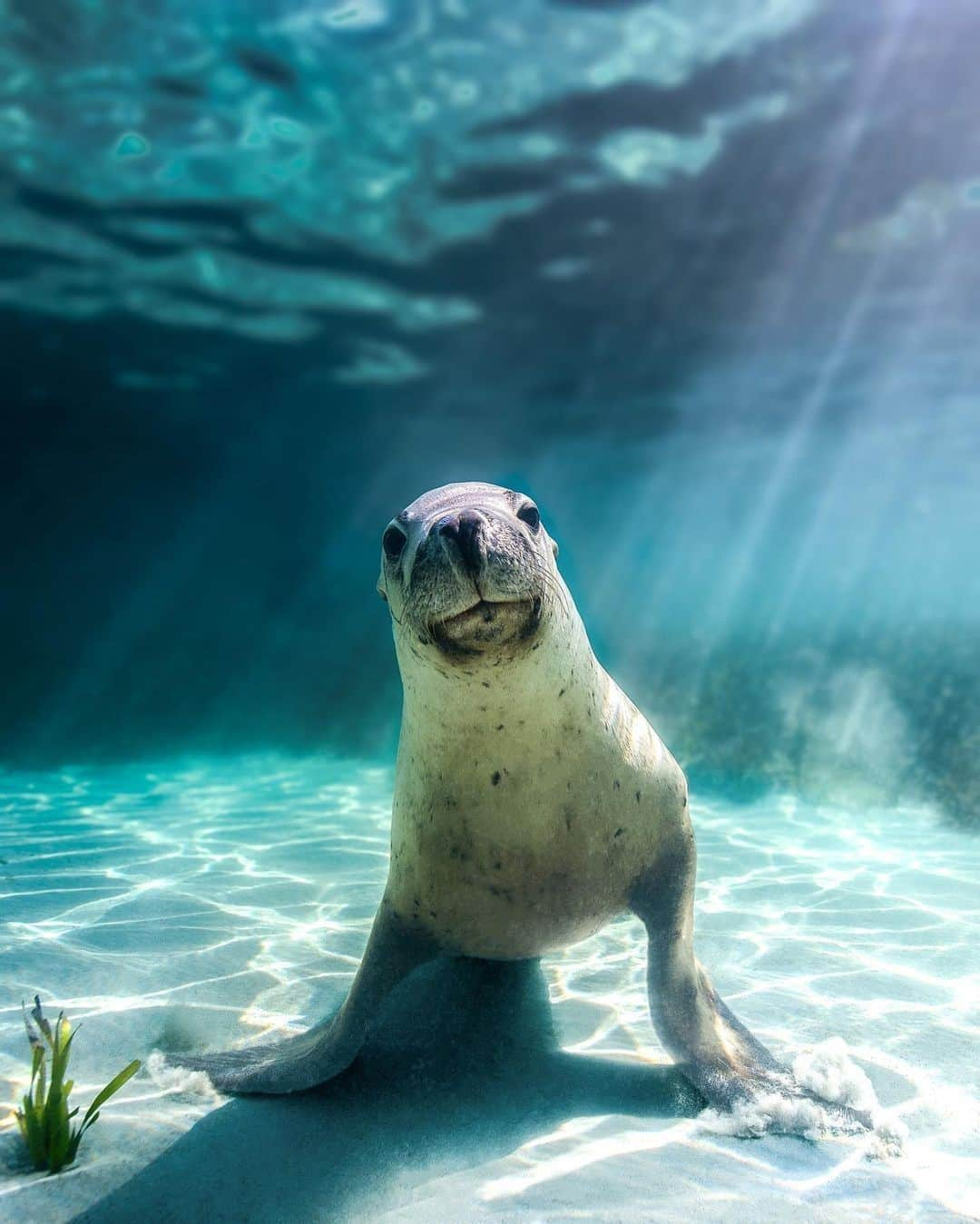 Australiaさんのインスタグラム写真 - (AustraliaInstagram)「When the lighting is THIS good, you've gotta make the most of it 😝 This photogenic fellow was rather chuffed to have his portrait taken by @ty_sheers_photography near @destinationperth. Australian sea lions like this one are commonly found right along the southern coast of @westernaustralia, but are most prevalent around #Perth, #JurienBay, #Albany and #Esperance. Want to spot one for yourself? A great starting point is Seal Island at #ShoalwaterIslandsMarinePark, where you can watch these guys fishing, swimming and playing in the water. Tip: Most sea lion tours in this region operate from mid-September to late June, to avoid impacting the breeding colonies. #seeaustralia #thisisWA #seeperth #holidayherethisyear」2月1日 4時00分 - australia