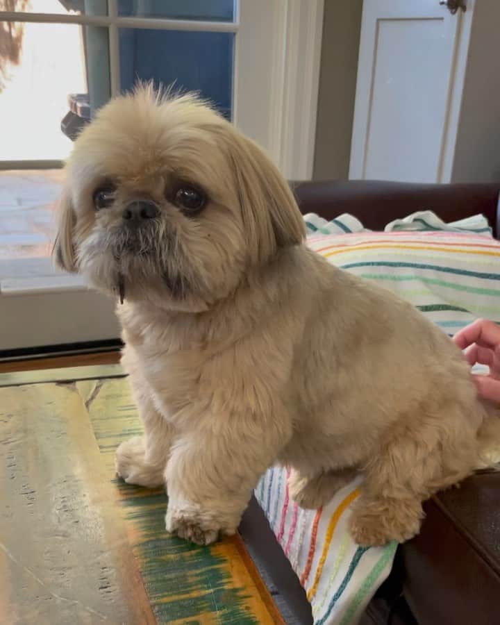 Dougie the Shih Tzuのインスタグラム：「Perching for #sundayscratchies」