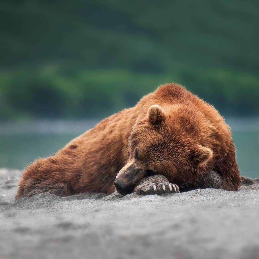 アニマルプラネットさんのインスタグラム写真 - (アニマルプラネットInstagram)「Sundays are for sleeping in.  . . . . . #sunday #animalplanet #bear #grizzly #brownbear #animals #mammals #pictureoftheday #photooftheday」2月1日 4時10分 - animalplanet