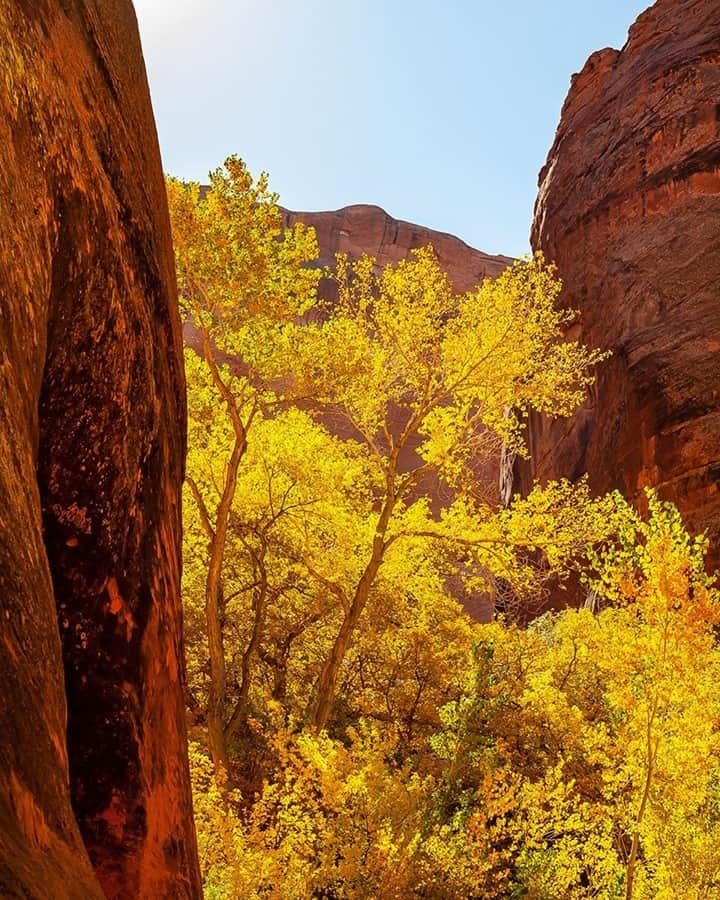 National Geographic Travelさんのインスタグラム写真 - (National Geographic TravelInstagram)「Photo by @stephen_matera / Cottonwood trees in autumn, Grand Staircase–Escalante National Monument, Utah. Cottonwoods are a common but beautiful sight along riparian zones in the Southwest and are striking when contrasted against red sandstone cliffs. Follow me @stephen_matera for more images like this from Utah and around the world. #desert #fremontcottonwood #sandstone #grandstaircaseescalante #GSENM」2月1日 4時36分 - natgeotravel