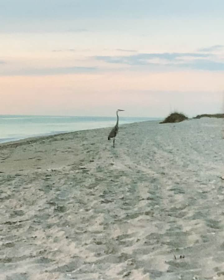 キャサディー・ポープのインスタグラム：「Socially distanced hangs with new friends 👌」