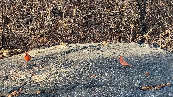 JULIEN D'YSのインスタグラム：「#redcardinal #sparrow #piafdeparis 💙food before big #snowstorm ❄️❄️❄️#centralpark #newyork #janvier31.2021」