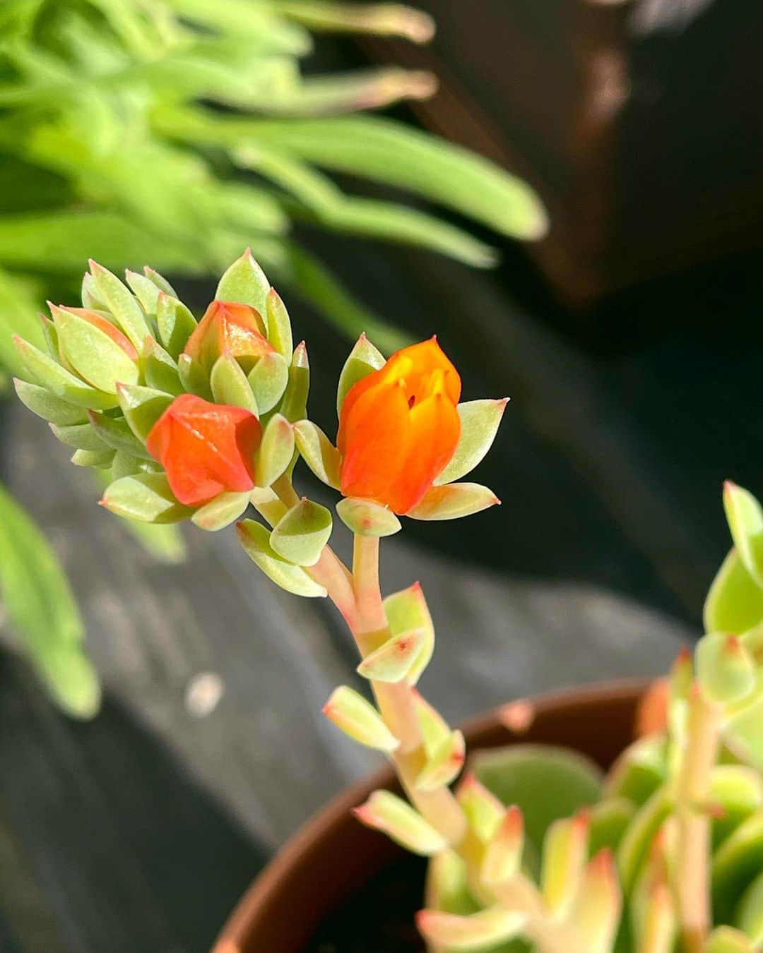 ジョーイ・ブラッグのインスタグラム：「Starting a garden in quarantine was an amazingly therapeutic decision. It’s helping my patience (or lack there of) in so many amazing ways. Now months later I’m able to see such minuscule changes and I get so MUCH unbridled joy from them. LOOK AT THIS WEIRD THING AND THE PRETTY LITTLE FLOWER ABOUT TO BLOOM! I CAN’T WAIT!」