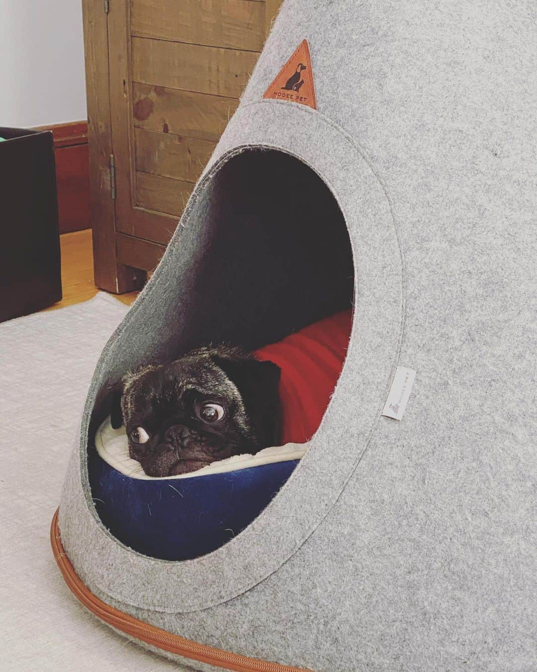 pugsofinstagramさんのインスタグラム写真 - (pugsofinstagramInstagram)「We are fine, nothing but movies and teepee time, and polar fleece. Stay warm or cool and be safe! Xo」2月1日 5時58分 - pugsofinstagram