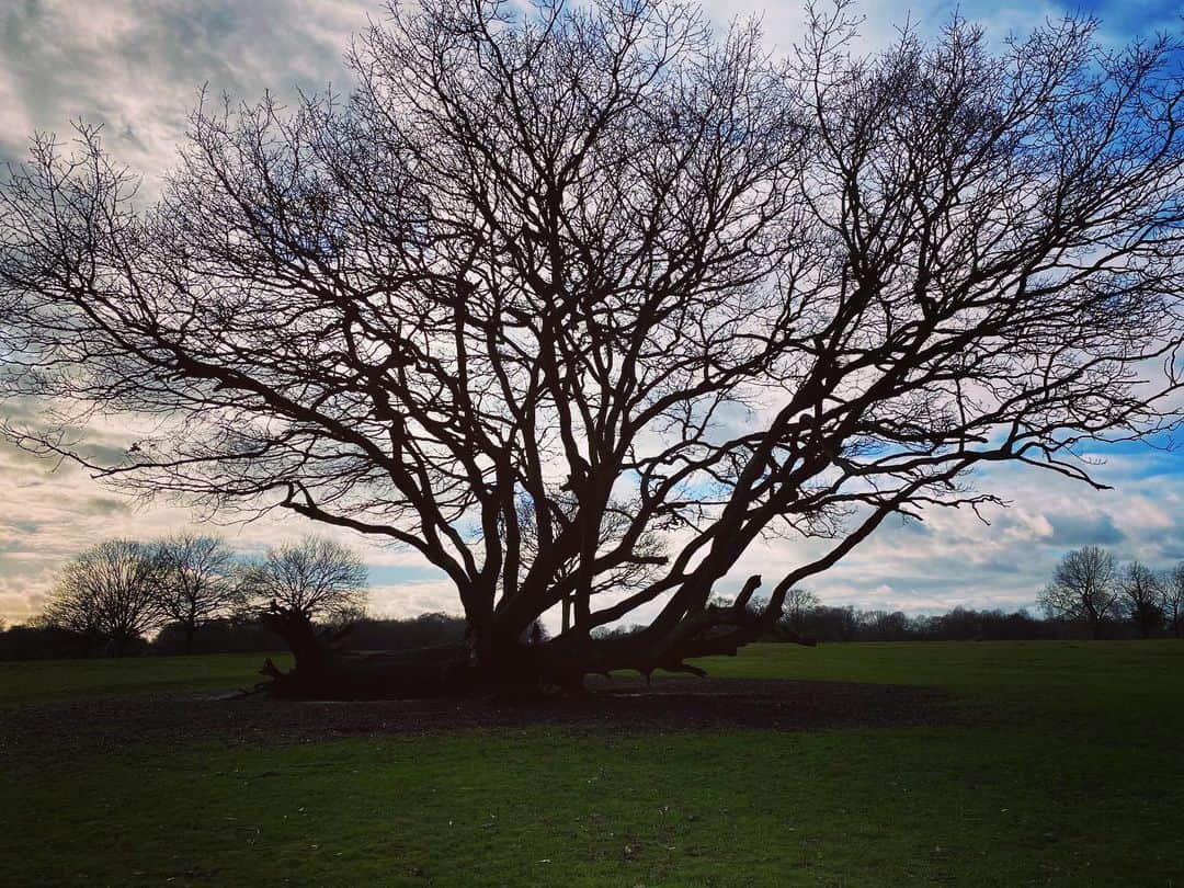 エイドリアン・ブロディさんのインスタグラム写真 - (エイドリアン・ブロディInstagram)「🌱Our greatest glory is not in never falling, but in rising every time we fall. #confucius」2月1日 5時53分 - adrienbrody