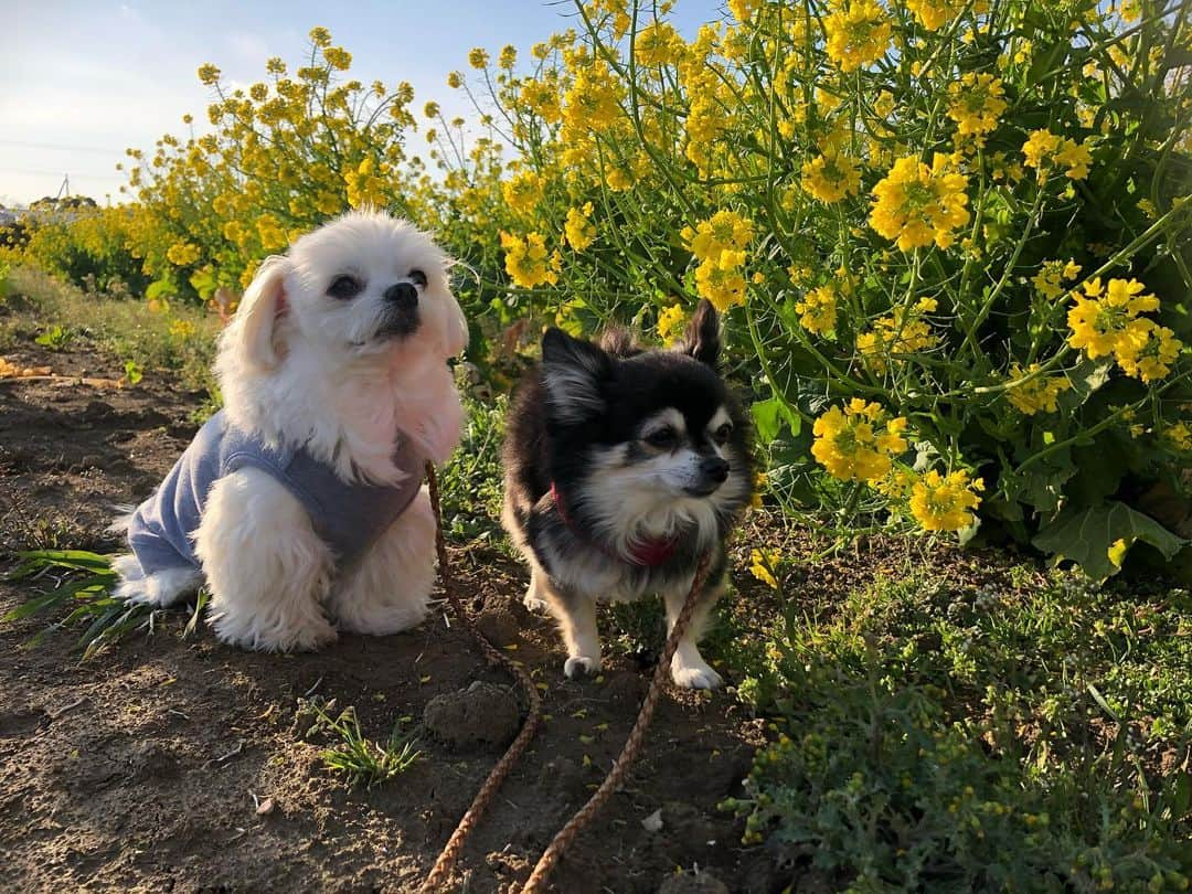 小野真弓さんのインスタグラム写真 - (小野真弓Instagram)「今日から2月(*´꒳`*)🌼 おはようございます☺️ 今年もあっという間に過ぎていきそうな予感。。 今日もこつこつ、良い一日を☺️🌱 #チワワ#ハナちゃん #チワマル#ハルくん #菜の花さんぽ#わん散歩#ちばすたぐらむ#千葉暮らし#いぬすたぐらむ#いぬばか部 #chihuahua #maltese #mixdog#doglover #dogstagram 春日和🐝花日和🌼(*^ω^*)🍀」2月1日 6時33分 - hanaharuaroi