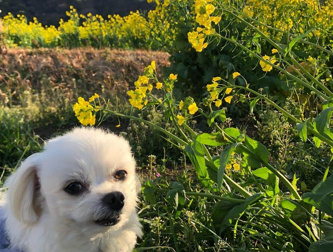 小野真弓さんのインスタグラム写真 - (小野真弓Instagram)「今日から2月(*´꒳`*)🌼 おはようございます☺️ 今年もあっという間に過ぎていきそうな予感。。 今日もこつこつ、良い一日を☺️🌱 #チワワ#ハナちゃん #チワマル#ハルくん #菜の花さんぽ#わん散歩#ちばすたぐらむ#千葉暮らし#いぬすたぐらむ#いぬばか部 #chihuahua #maltese #mixdog#doglover #dogstagram 春日和🐝花日和🌼(*^ω^*)🍀」2月1日 6時33分 - hanaharuaroi