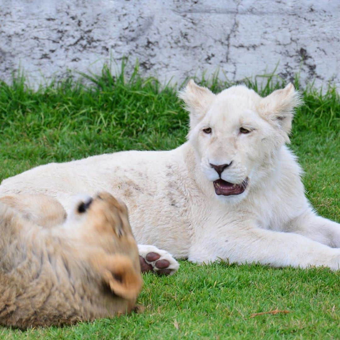 Black Jaguar-White Tiger さんのインスタグラム写真 - (Black Jaguar-White Tiger Instagram)「Newly discovered pictures of King Ali. Enjoy :) ALI ALI ALI ALI ALI ALI  #KingAliForever #SaveLions」2月1日 6時34分 - blackjaguarwhitetiger