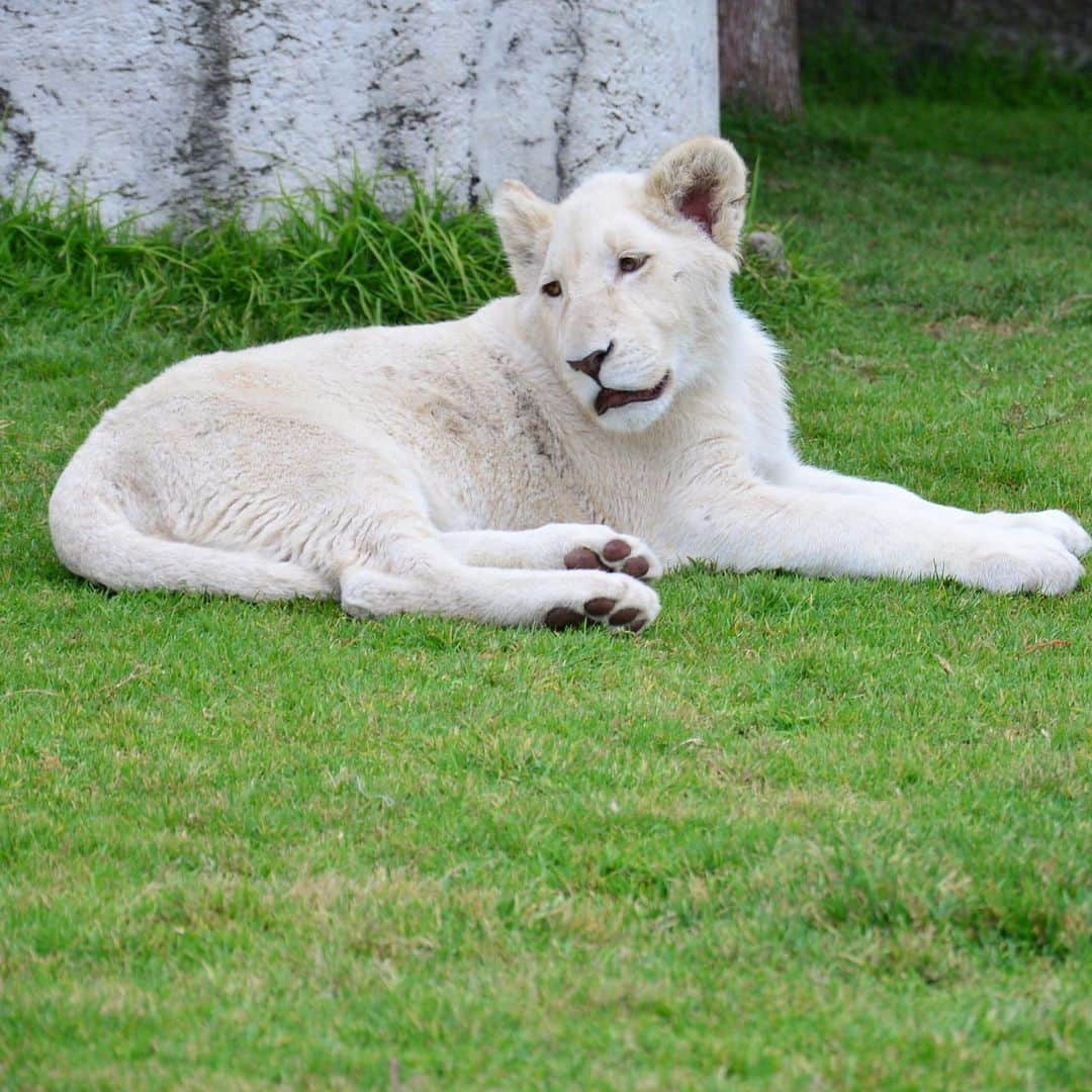 Black Jaguar-White Tiger さんのインスタグラム写真 - (Black Jaguar-White Tiger Instagram)「Newly discovered pictures of King Ali. Enjoy :) ALI ALI ALI ALI ALI ALI  #KingAliForever #SaveLions」2月1日 6時34分 - blackjaguarwhitetiger