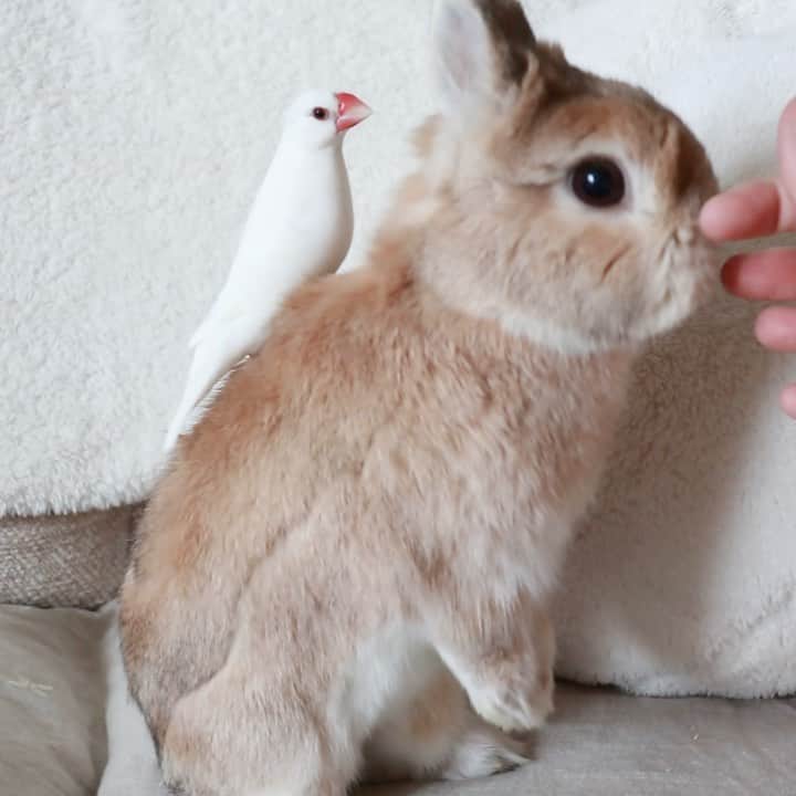 うー & なー ❤️ウチムラのインスタグラム：「* みんな元気です🐰🐥❣️ アンは相変わらず丸くて可愛いし💕  私の愛するウ〜ちゃんは、 毎日スローペースでのへやんぽをしてます。 お目々のことを聞かれちゃうので 登場少なめです🧸 歳をとっても変わらず天使♡」