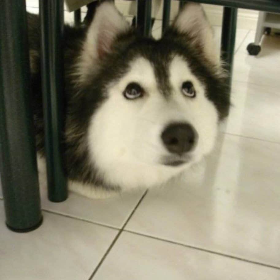 husky and malamuteのインスタグラム：「What's taht？」