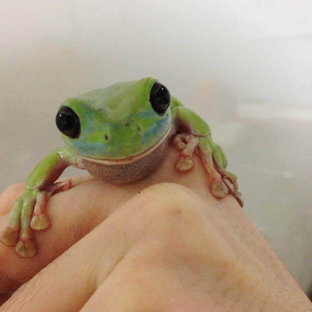 こーじさんのインスタグラム写真 - (こーじInstagram)「むかーし飼ってたカエル🐸 オーストラリアの雨蛙」2月1日 7時28分 - physicskj