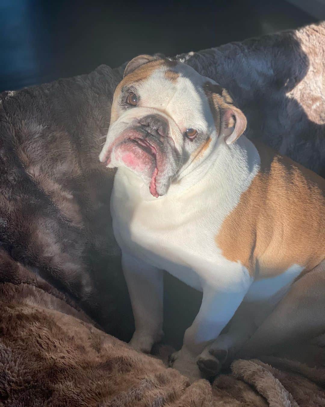 ナタリア・コルドバ・バックリーのインスタグラム：「Early morning light with Bukowski de mi amor. La ternura con patas y carne de más.」