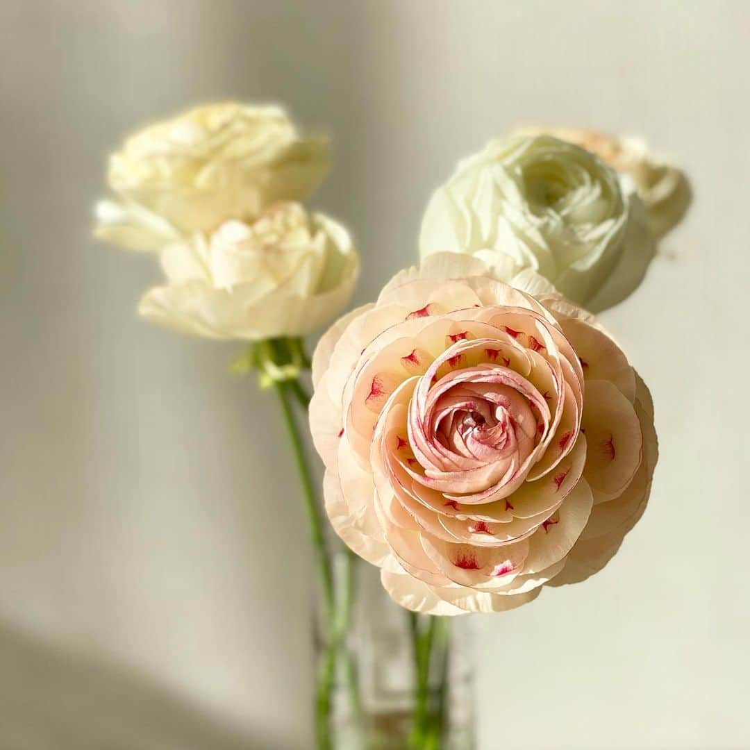 吉田美紀さんのインスタグラム写真 - (吉田美紀Instagram)「・ ・ 大好きなラナンキュラスが美しい季節･:*+. ・ 今日から2月。 はやいはやい💨 素敵な月になりますように… ・ #ranunculus #flowers #february #ラナンキュラス #お花のある暮らし #2月」2月1日 7時33分 - miki__yoshida