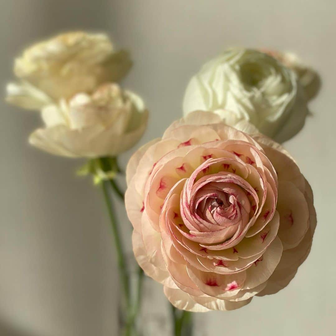 吉田美紀さんのインスタグラム写真 - (吉田美紀Instagram)「・ ・ 大好きなラナンキュラスが美しい季節･:*+. ・ 今日から2月。 はやいはやい💨 素敵な月になりますように… ・ #ranunculus #flowers #february #ラナンキュラス #お花のある暮らし #2月」2月1日 7時33分 - miki__yoshida