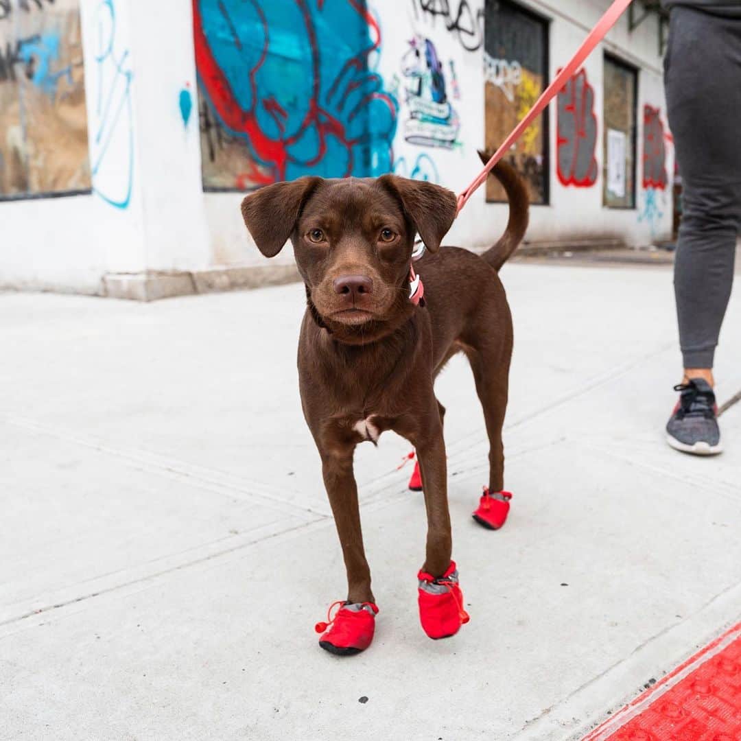 The Dogistさんのインスタグラム写真 - (The DogistInstagram)「Mischa, Labrador Retriever/Chihuahua “Sato” mix (9 m/o), 47th & 9th Ave., New York, NY • “She’s never had an accident in the house. She wears shoes just to keep clean and she doesn’t mind them.”」2月1日 7時39分 - thedogist