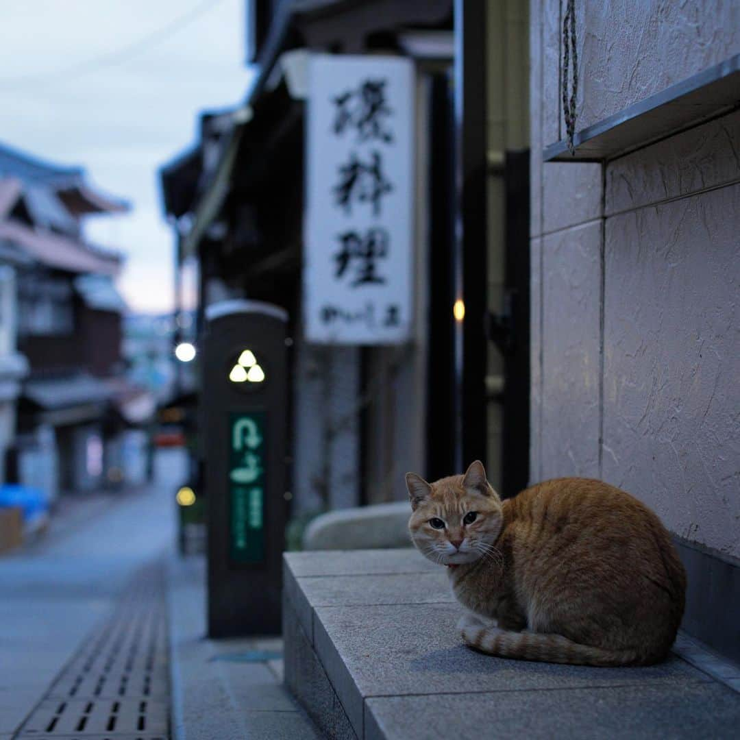 ををつかさんのインスタグラム写真 - (ををつかInstagram)2月1日 7時40分 - neco_ideas