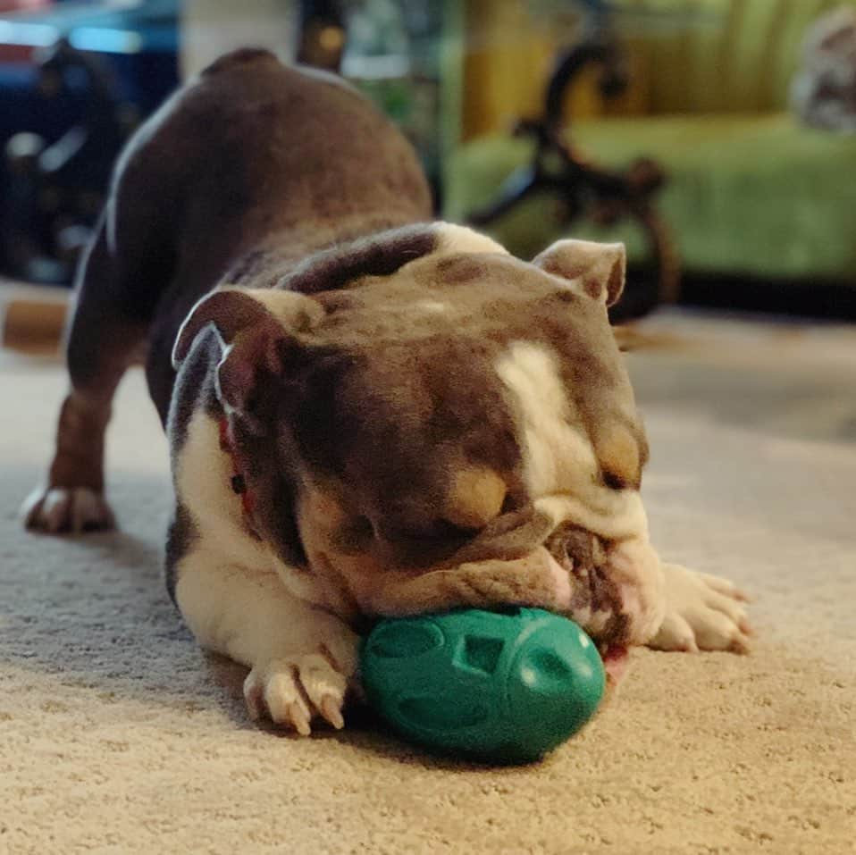 のインスタグラム：「What #football Sunday looks like in our home 🏈  . . . . . . #team #bulldog #cute #love #footballsunday #sunday #weekendvibes #sundayfunday #dog #mom #life #mylife #mylove #bulldogsofinstagram #instagood #sweet #boy #smile #sport」