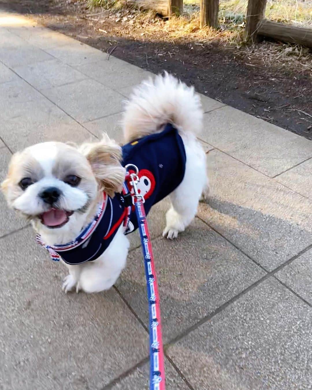 倉田雅世のインスタグラム：「おはようございます。 ２月のはじまり、はじまり。 今日はあったかくなるみたいですね。 わんこは、ひとも犬も好きで、すぐににこにこと寄っていきます。 まだまだやんちゃな２歳です。 #いぬすたぐらむ #いぬのいる暮らし」