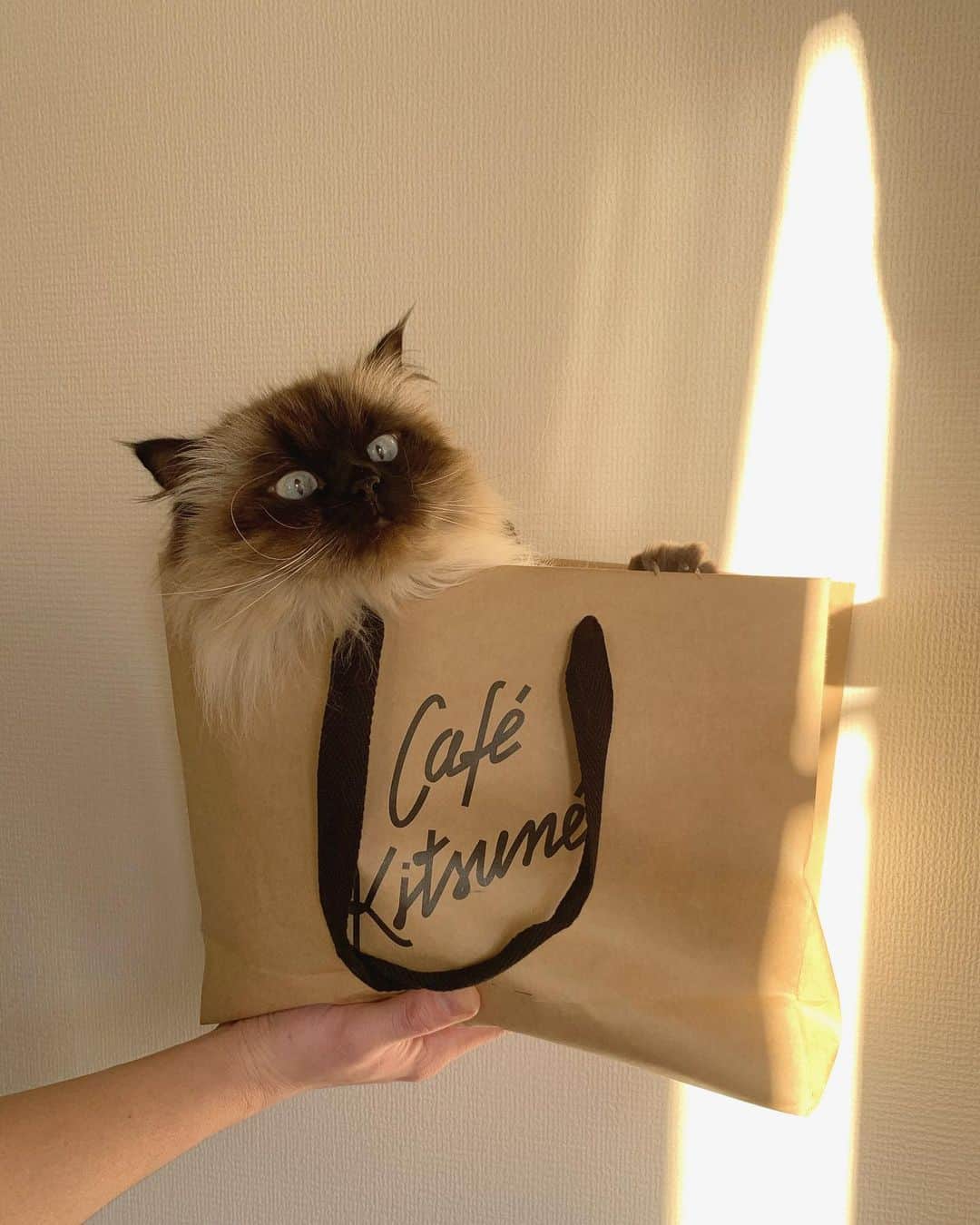 plumeさんのインスタグラム写真 - (plumeInstagram)「cafekitsuneの袋にすっぽり🦊📦  . . . . #プリュムのいる生活 #猫のいる暮らし  #ヒマラヤン  #赤ちゃんと猫  #もふもふ#ヒマラニャンズ  #猫  #ねこ  #ペコねこ部#可愛い#癒し #peekaboo#cafekitsune#iloveyou#cutecat#blueeyes#cateyes#👀　#cute#instalove#funny#fluffycat#🐈 #고양이  #ilovecats  #himalayancat  #catsofinstagram  #catloversclub #bestmeow#weeklyfluff」2月1日 8時09分 - plumestagram