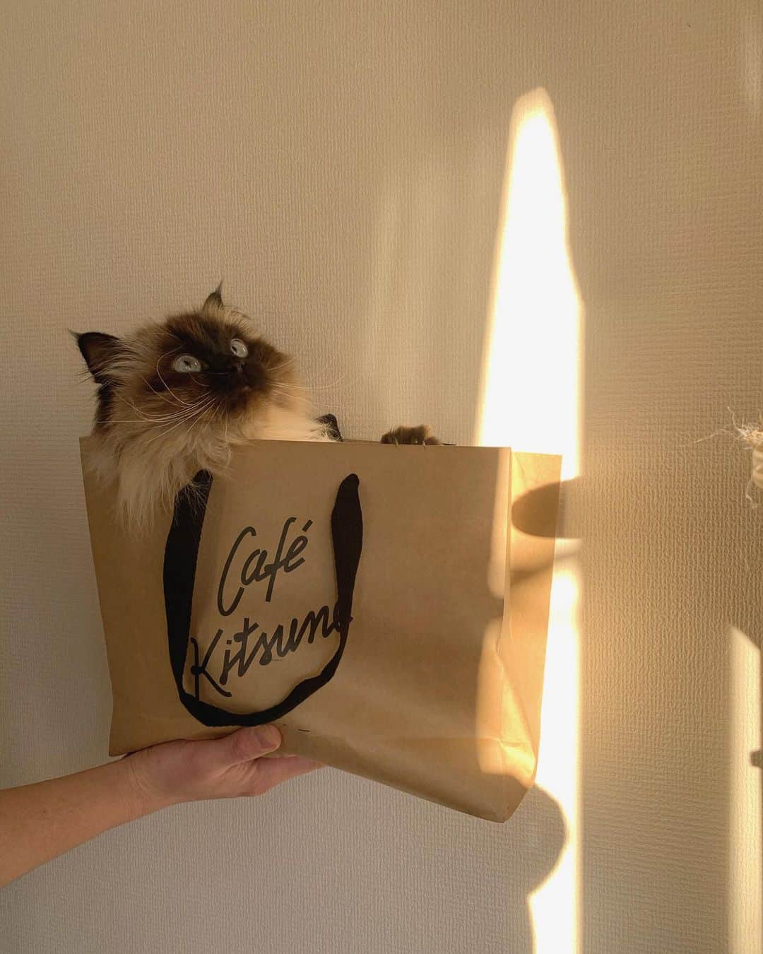 plumeさんのインスタグラム写真 - (plumeInstagram)「cafekitsuneの袋にすっぽり🦊📦  . . . . #プリュムのいる生活 #猫のいる暮らし  #ヒマラヤン  #赤ちゃんと猫  #もふもふ#ヒマラニャンズ  #猫  #ねこ  #ペコねこ部#可愛い#癒し #peekaboo#cafekitsune#iloveyou#cutecat#blueeyes#cateyes#👀　#cute#instalove#funny#fluffycat#🐈 #고양이  #ilovecats  #himalayancat  #catsofinstagram  #catloversclub #bestmeow#weeklyfluff」2月1日 8時09分 - plumestagram