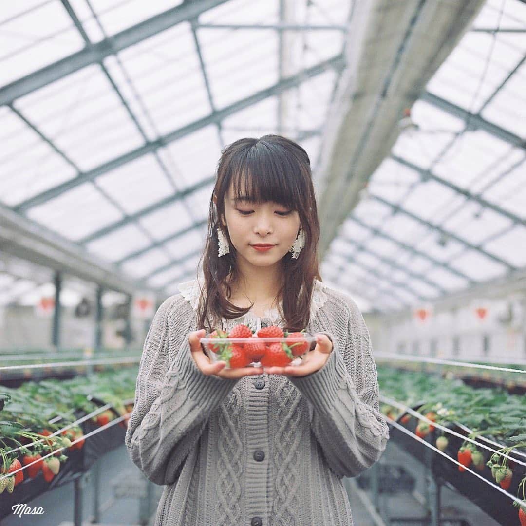 のインスタグラム：「. . . いちご狩りって食べてばっかりだと撮れないし、撮ってばっかりだと食べれないですよね🍓 . この日は、天気悪かったので、感度の高いフィルムを使ったのですが、さすがに7年切れはキツいかな💦 . . 1：Hasselblad 500C/M 2：Fujifilm Xpro2  . . . 現在、滋賀県内のみで感染対策をしての撮影のみとしています。ご相談ください😌 . 撮影日 : 2021年1月 . #まっセル #エビプリ #hasselblad #ハッセルブラッド#instagramjapan #igersjp #tokyocameraclub #team_jp_  #art_of_japan_ #photogenic_jp #GPW_members_only #good_portraits_world #film_jp #film #フィルム #film_com #filmcamera #filmphotography #portrait #ポートレート #photogram_archive #todays_blue_collection #team_jp_ #shiga #滋賀 #何気ない瞬間を残したい #jp_portrait部 #いちご狩り #いちご #portra800 #xpro2」